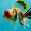 A Grade Diamond Scale Sakura Oranda Male 6.5 inches #072426OR_19