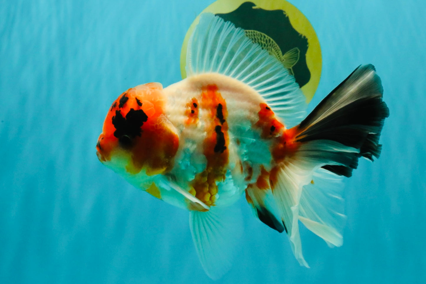 A Grade Diamond Scale Sakura Oranda Male 6.5 inches #072426OR_19