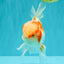 A  Grade Kohaku Red White Oranda Male 5.5-6 inches #082126OR_06