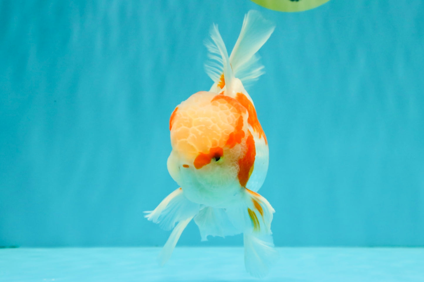A  Grade Kohaku Red White Oranda Male 5.5-6 inches #082126OR_06