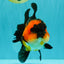 CHUBBY A Grade Apache Oranda Female 6 inches #071726OR_17