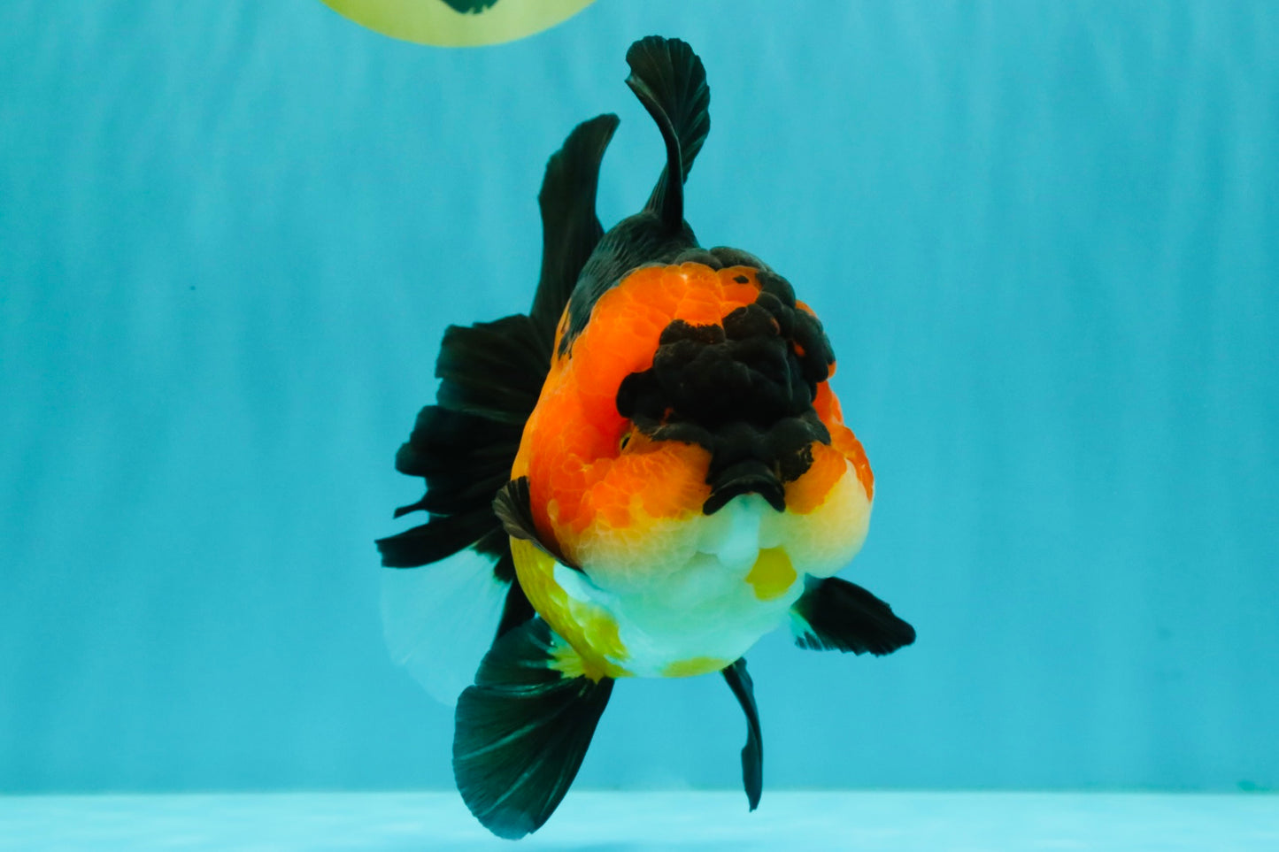 CHUBBY A Grade Apache Oranda Female 6 inches #071726OR_17