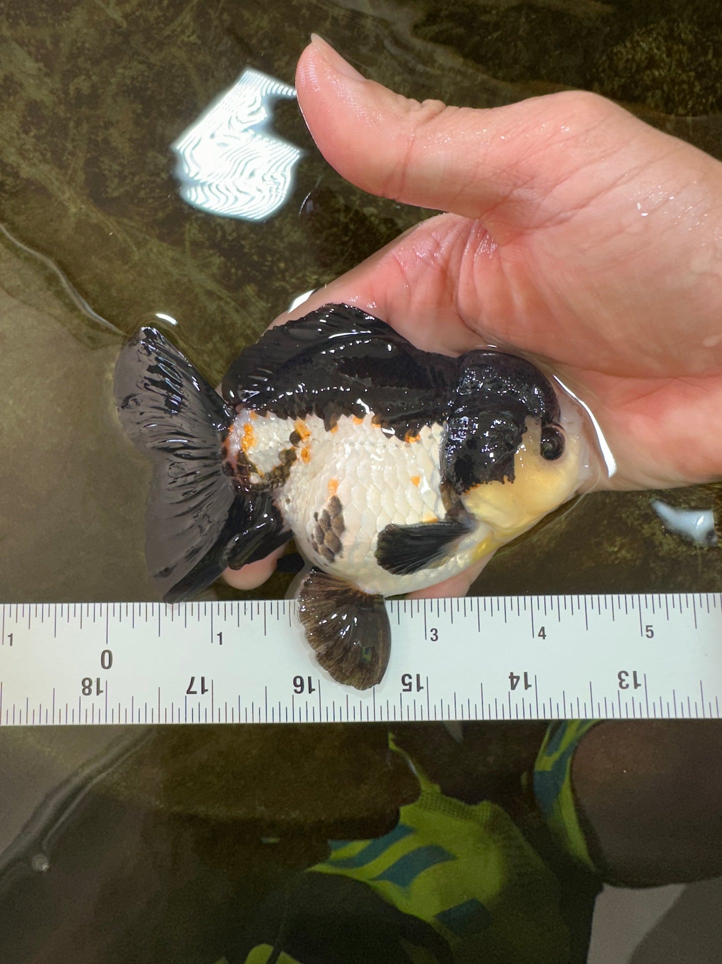 Chubby Pompom Panda Button Eyes Yuanbao Male 4.5 inches #071125YB_16