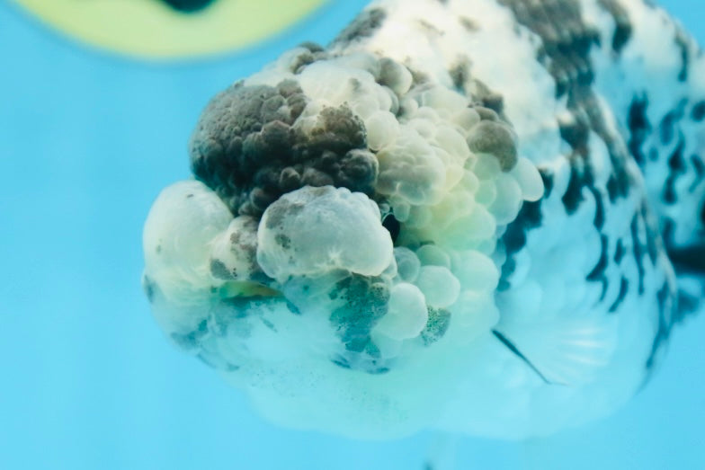 AAA Grade UNIQUE White Tiger LionQueen 4.5-5 inches #090525LC_03