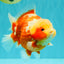 SUPER CUTE AAA Grade Strong Body Structure Kohaku Red White Yuanbao Male 6 inches #092526YB_12