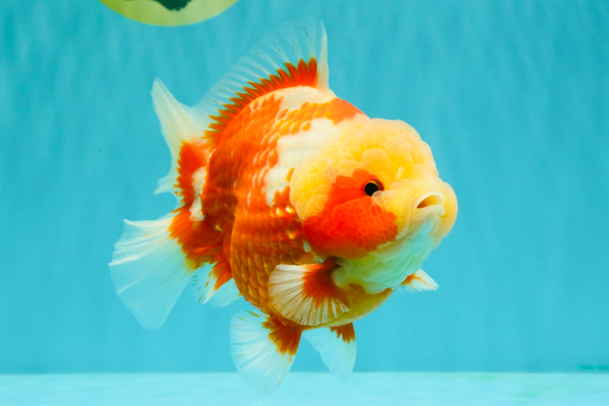 SUPER CUTE AAA Grade Strong Body Structure Kohaku Red White Yuanbao Male 6 inches #092526YB_12