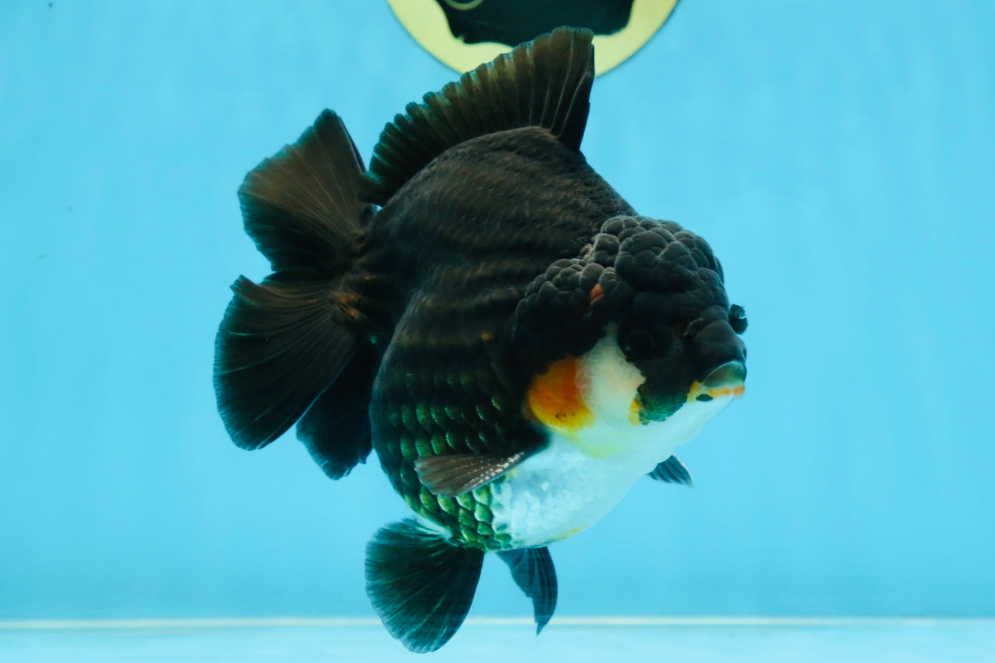 AAA Grade Tricolor Yuanbao Male 5 inches #101025YB_29