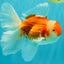 A Grade Red White Oranda Male 5.5-6 inches #090426OR_09