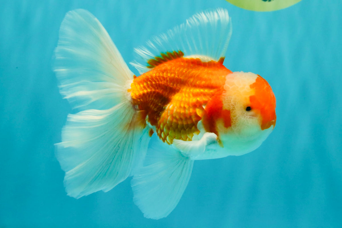 A Grade Red White Oranda Male 5.5-6 inches #090426OR_09