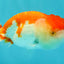 BIG WEN Red White Lionchu Female 4.5 inches #051526LC_16