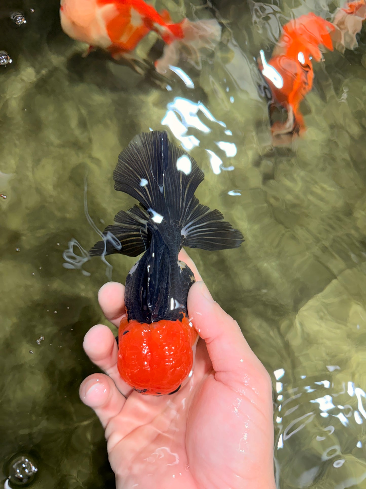 CHARLIE Tricolor Oranda Male 5-5.5 inches #040326OR_10