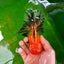 Macho Apache Oranda de grado A de 5 pulgadas n.° 0906OR_32