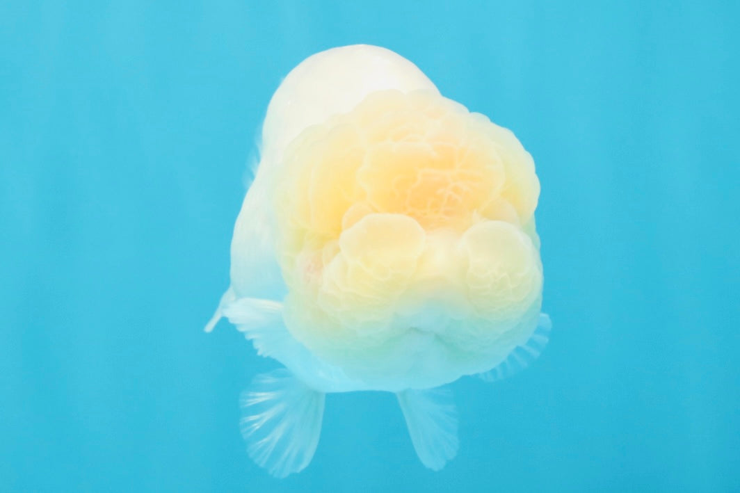 SUPER CUTE A Grade White LionQueen Female 4.5 inches #041026LC_17