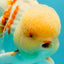 FLUFFY AAA Grade Jumbo Boradtail Red White Oranda Male 8.5 inches #072426OR_02