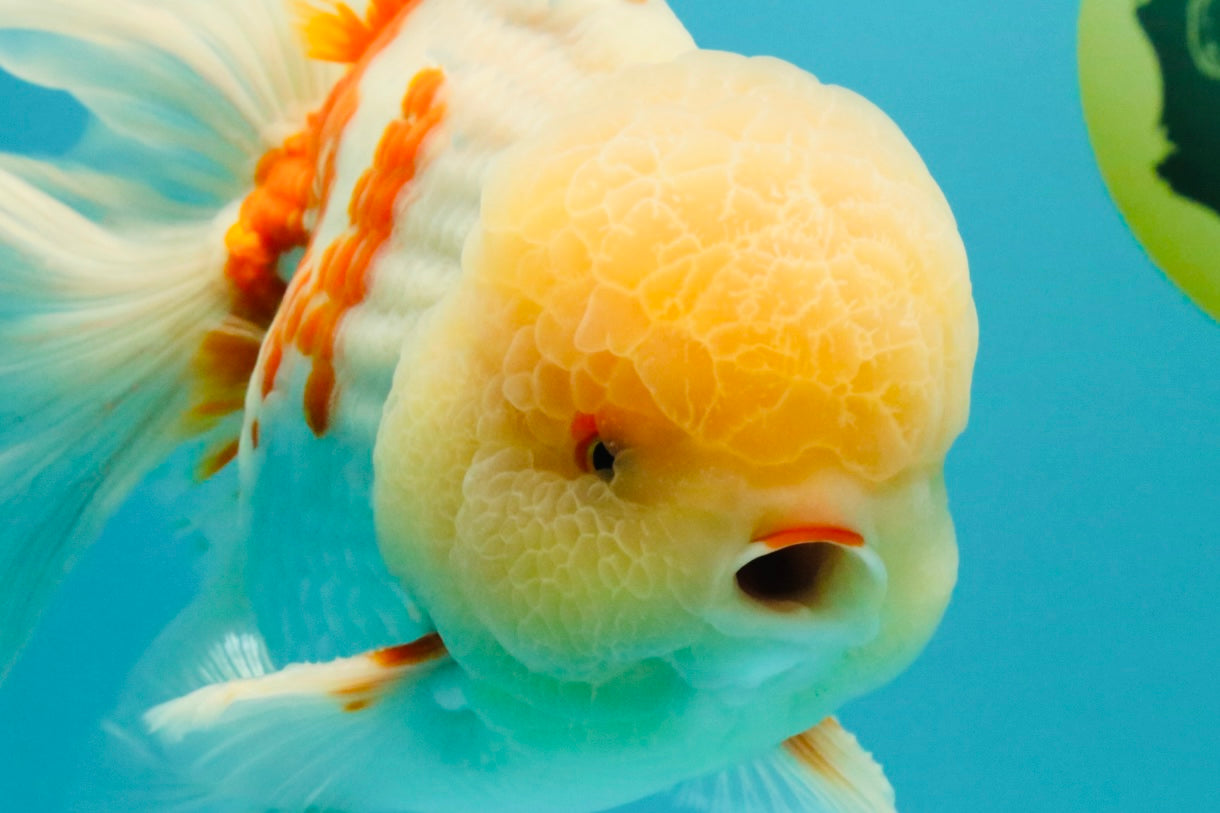 FLUFFY AAA Grade Jumbo Boradtail Red White Oranda Male 8.5 inches #072426OR_02