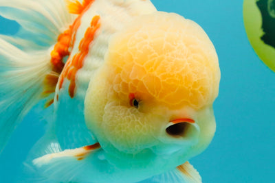 FLUFFY AAA Grade Jumbo Boradtail Red White Oranda Male 8.5 inches #072426OR_02