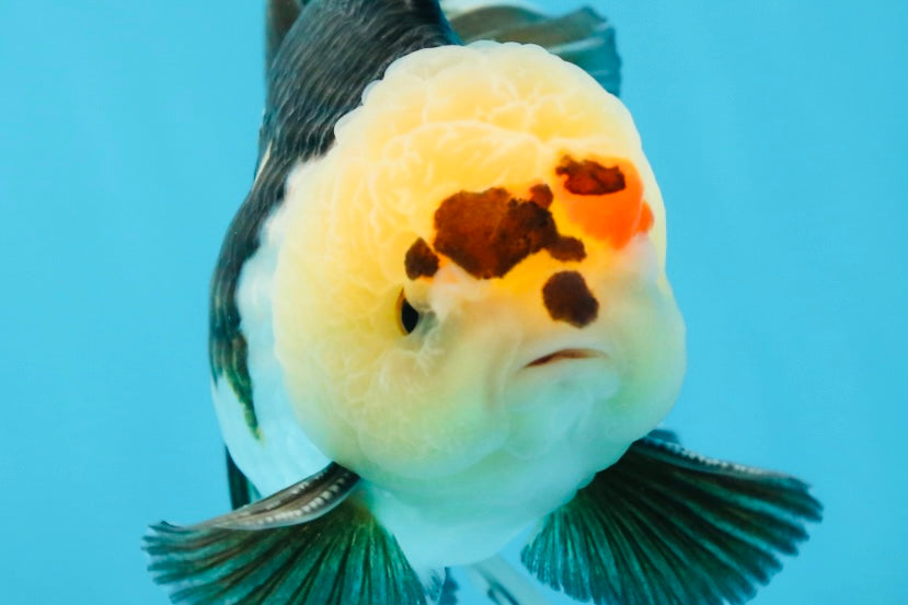 AAA Grade PUPPY Tricolor Oranda Male 5.5 inches #080125OR_24