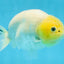 A Grade White Sakura Chinese Ranchu Female 5 inches #112125RC_17