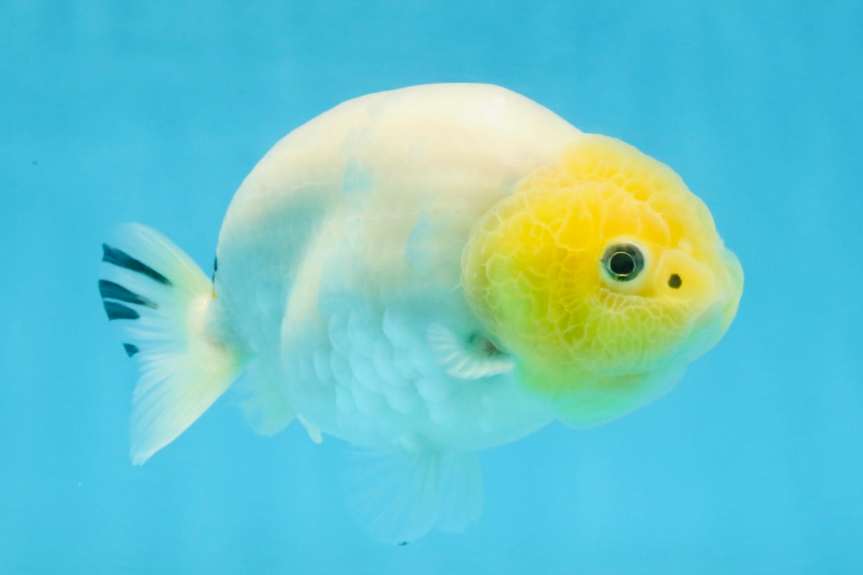 A Grade White Sakura Chinese Ranchu Female 5 inches #112125RC_17