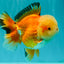 AAA Grade Red White Jade Head Oranda Male 5.5-6 inches #071026OR_29