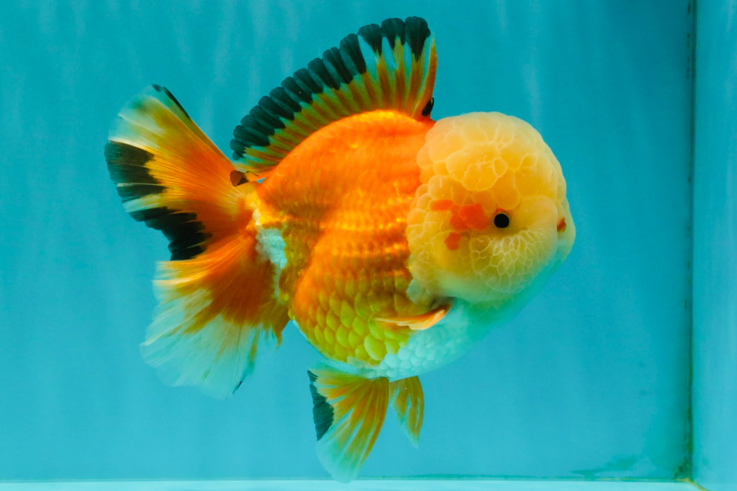 AAA Grade Red White Jade Head Oranda Male 5.5-6 inches #071026OR_29