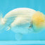 SUPER CUTE A Grade White LionQueen Female 4.5 inches #041026LC_17