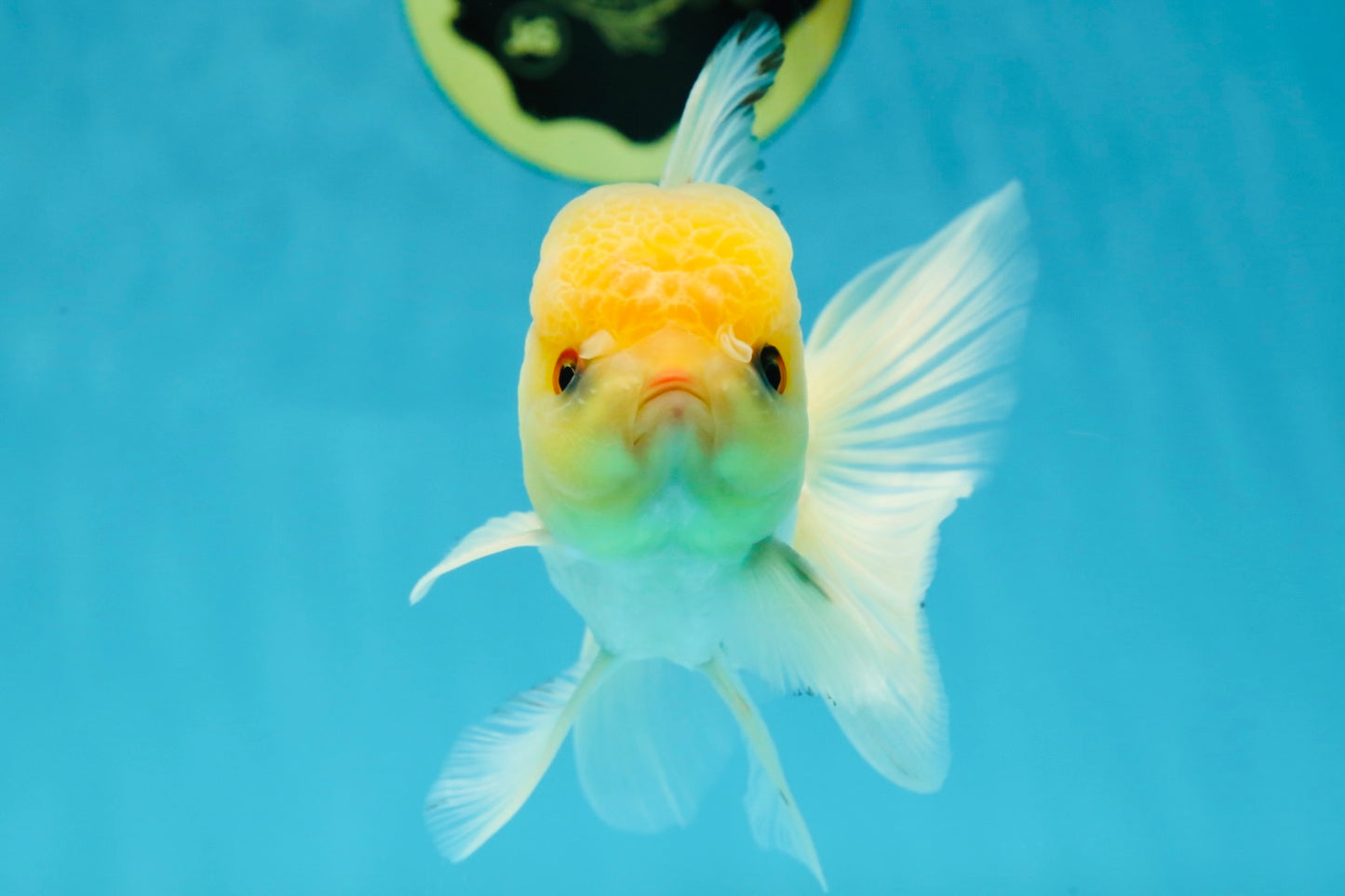 A Grade White Buttoned Eyes Oranda Male 4.5-5 inches #042525OR_09