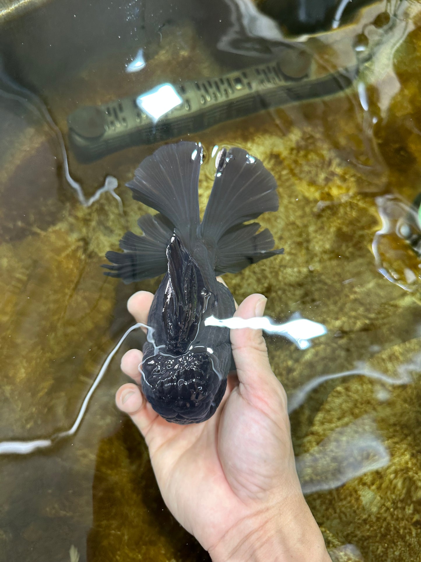 AAA Grade Godzilla Black Oranda Male 6 inches #080125OR_05