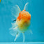 A Grade Sakura Oranda Male 4.5-5 inches #052325OR_06