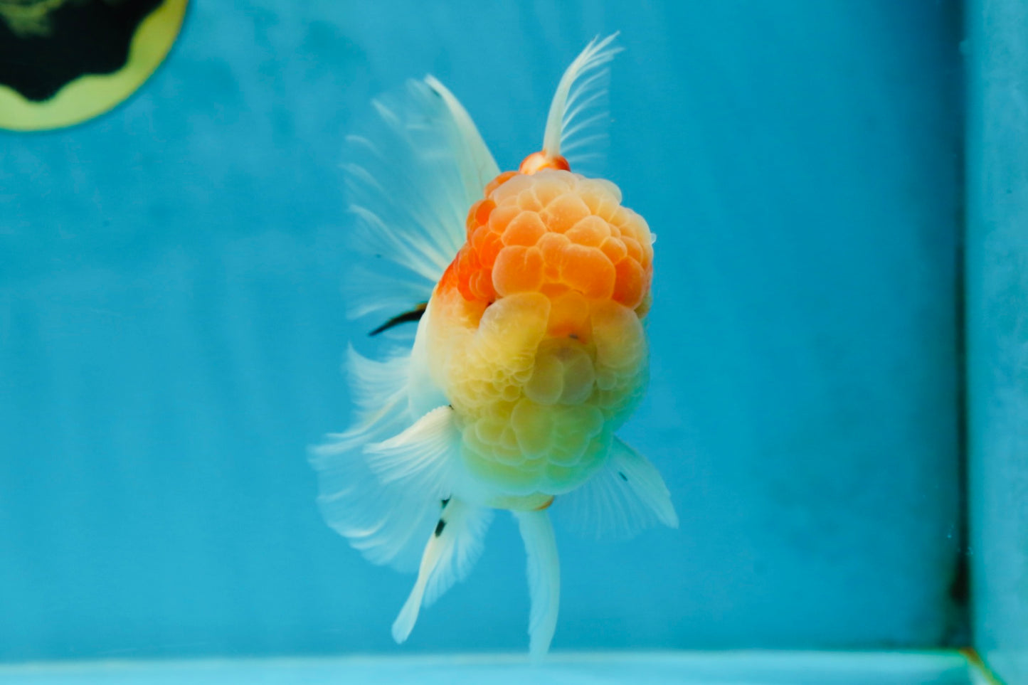 A Grade Sakura Oranda Male 4.5-5 inches #052325OR_06