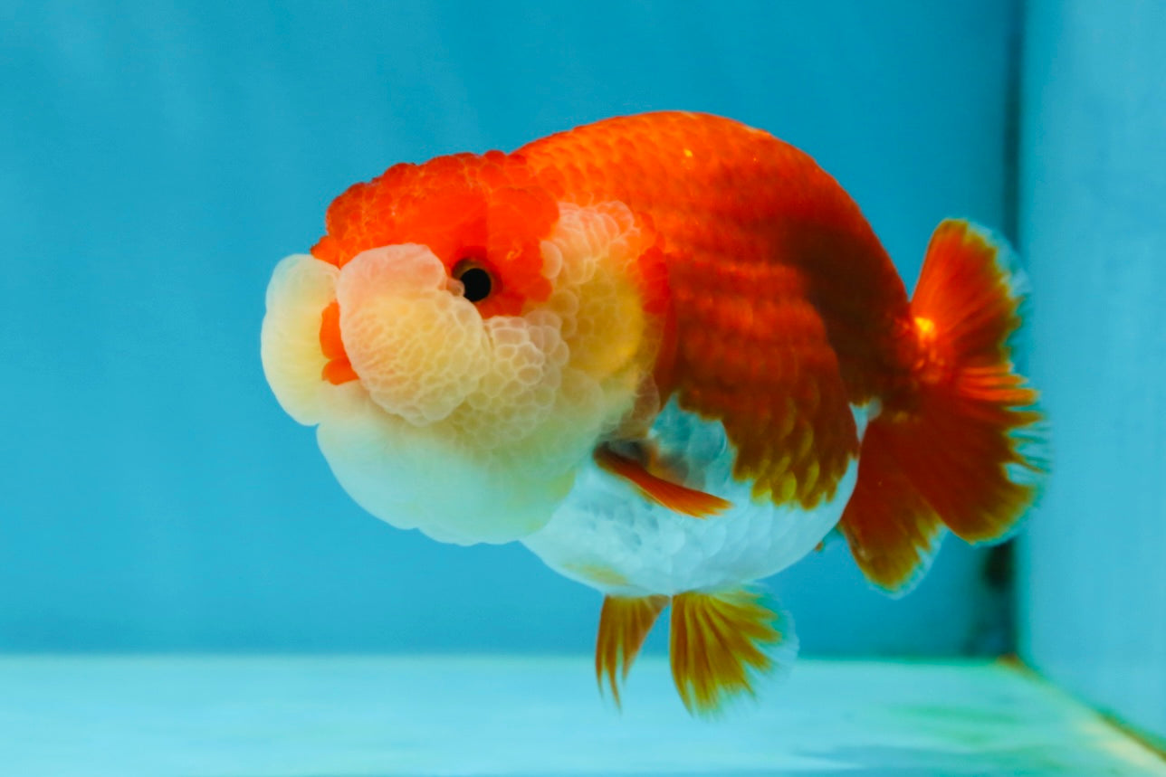 AAA Grade Peekaboo Red White LionQueen 4-4.5 inches #050925LC_15