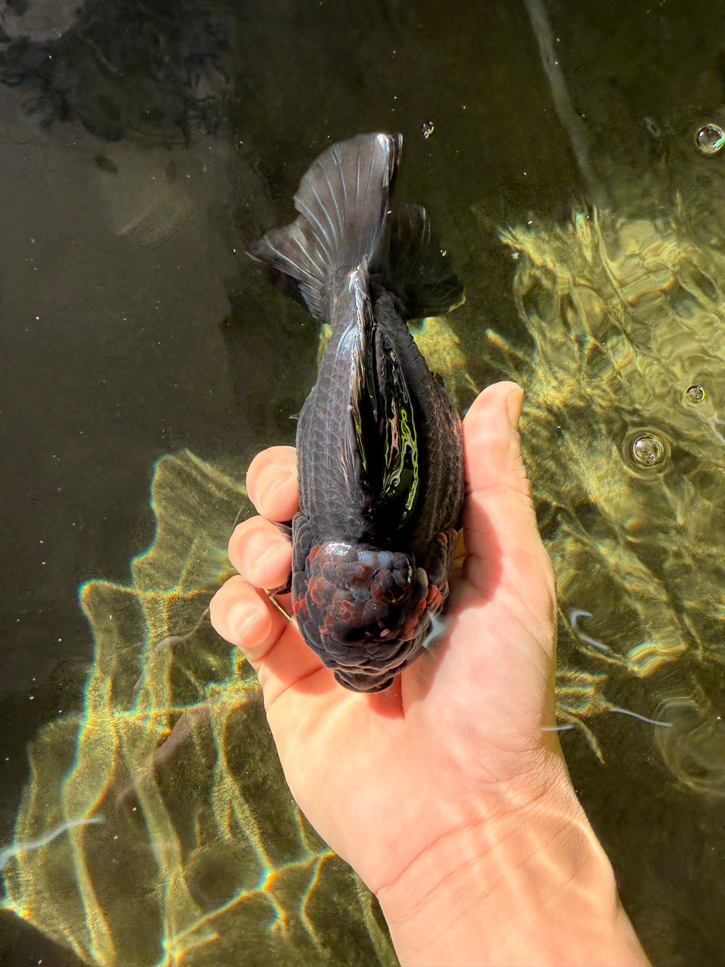 A Grade Dark Kirin Yuanbao Male 5 inches #032026YB_18