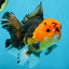 A Grade Apache Button Eyes Oranda Male 5-5.5 inches #080125OR_21