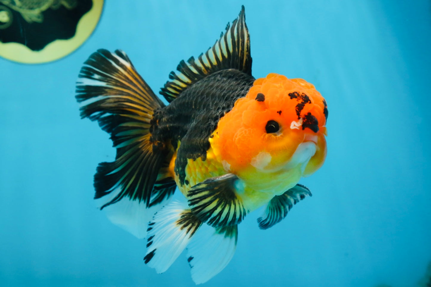 A Grade Apache Button Eyes Oranda Male 5-5.5 inches #080125OR_21