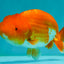 A Grade Red White LionKing 4-4.5 inches #070326LC_37