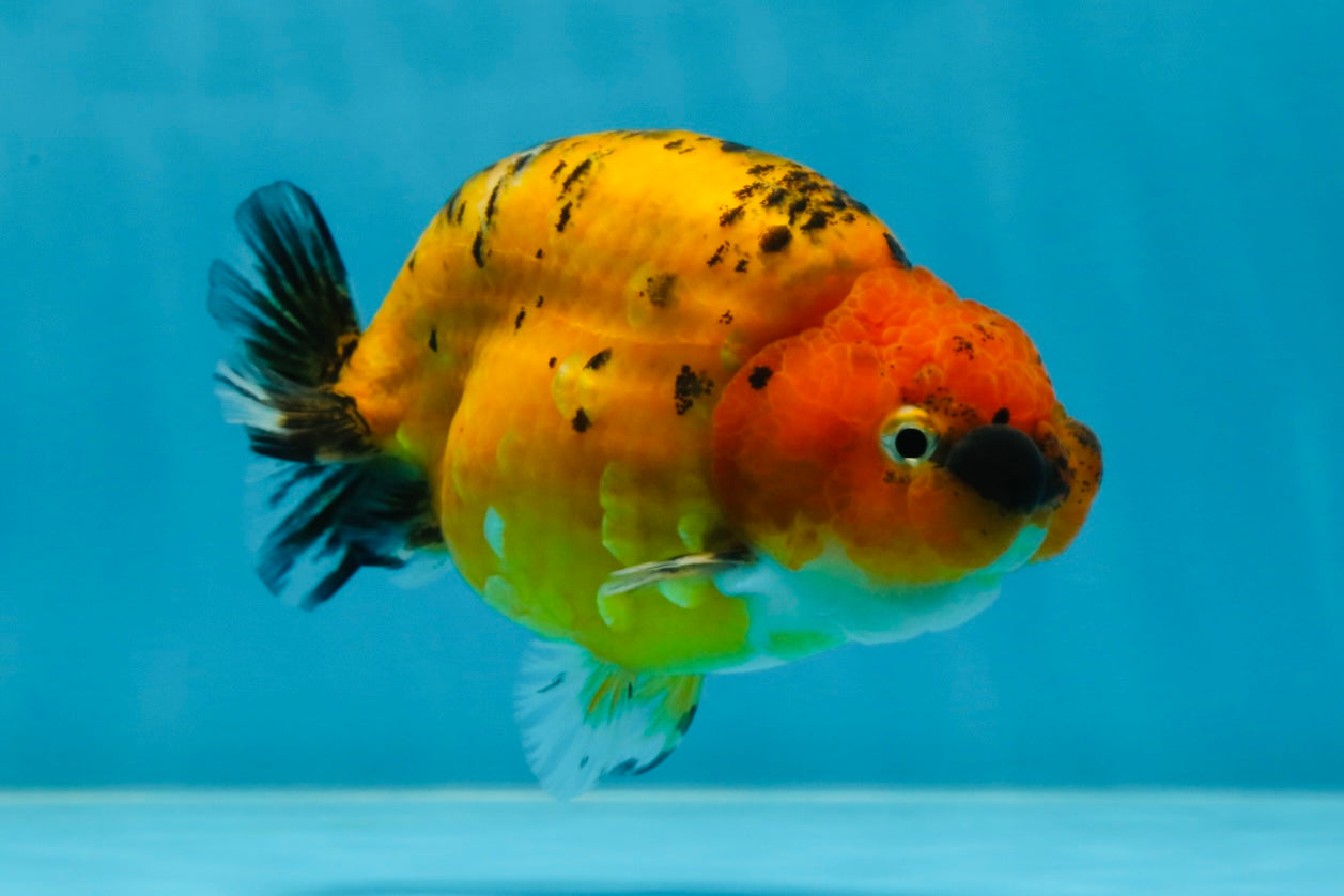 A Grade Tiger LionQueen 4-4.5 inches #051625LC_05