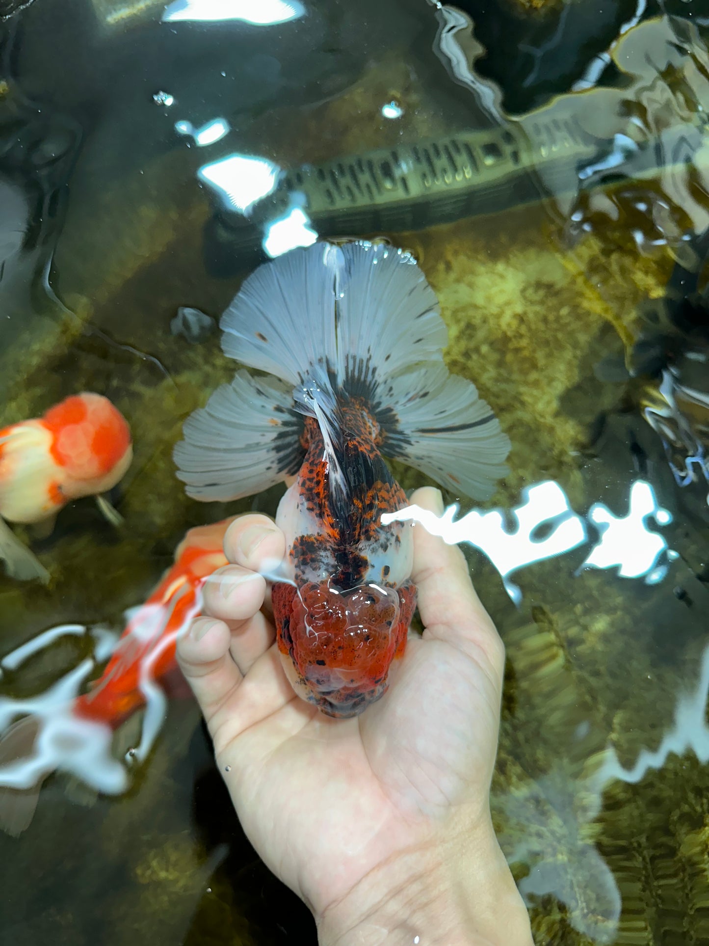 AAA Grade Young Godzilla Calico Oranda Male 5.5 inches #080125OR_04