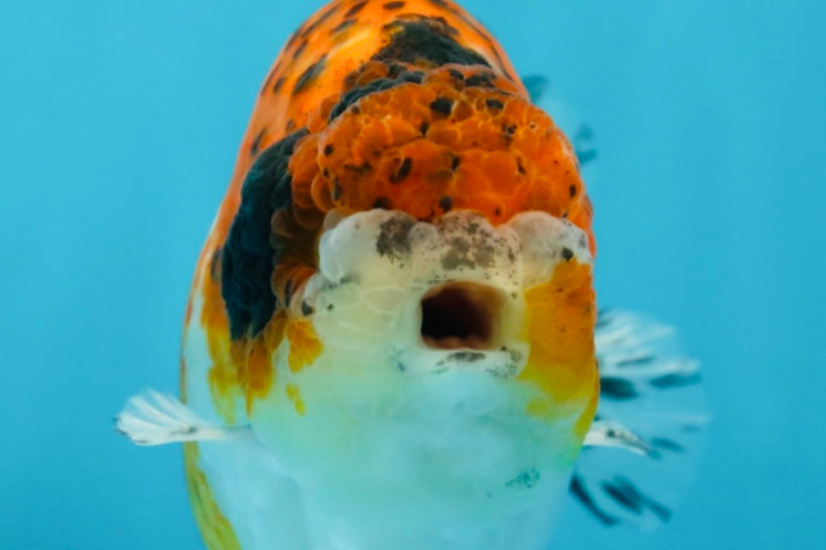 A Grade Calico LionKing 4.5-5 inches #052325LC_14