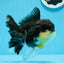 Oranda hembra tricolor de grado AAA de 5 pulgadas n.° 0830OR_02