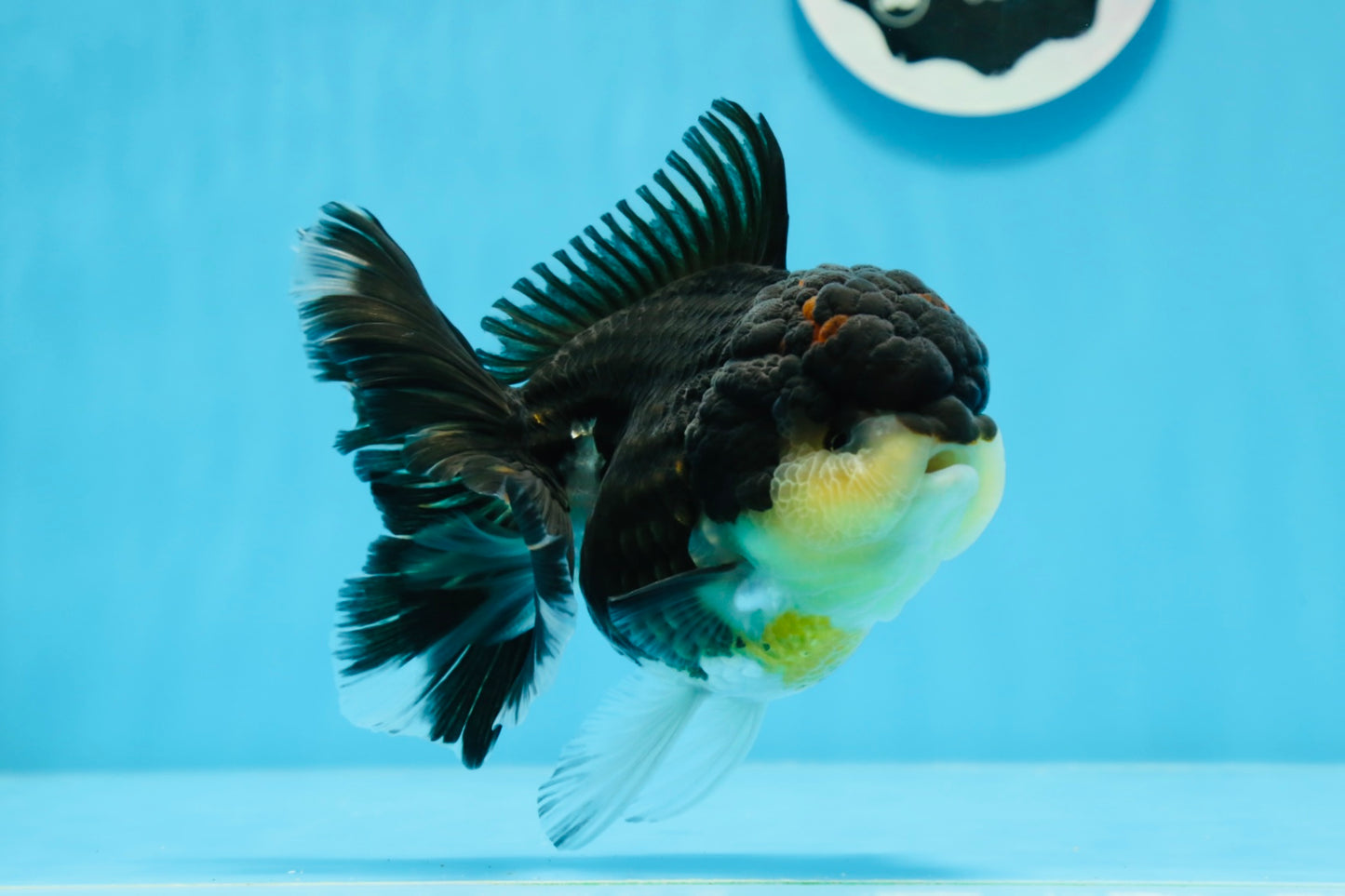 Oranda femelle tricolore de catégorie AAA 5 pouces #0830OR_02