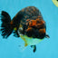 A Grade Kirin Ranchu Male 5 inches #062725LC_03