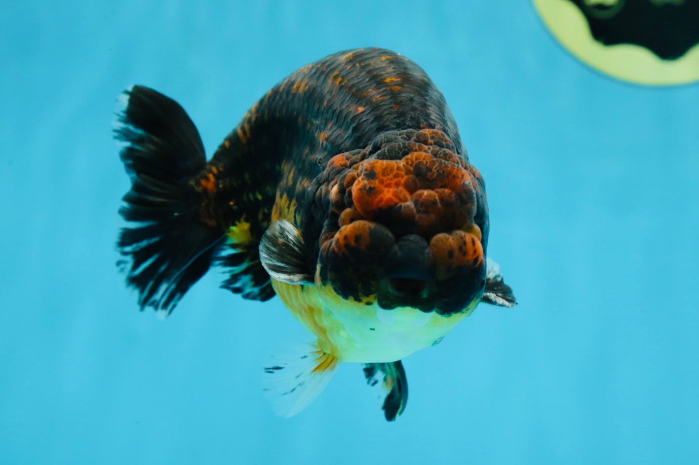 A Grade Kirin Ranchu Male 5 inches #062725LC_03