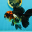 A Grade Tricolor Oranda Female 5-5.5 inches #120624OR_13