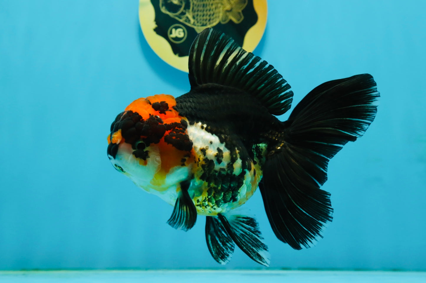 A Grade Tricolor Oranda Female 5-5.5 inches #120624OR_13