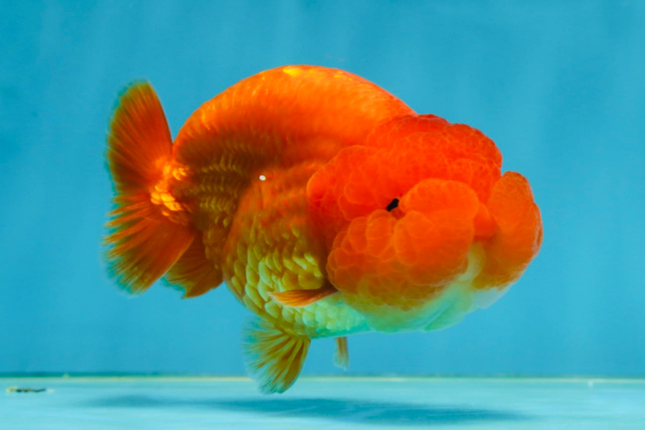 A Grade Solid Red LionKing 4 inches #062725LC_01