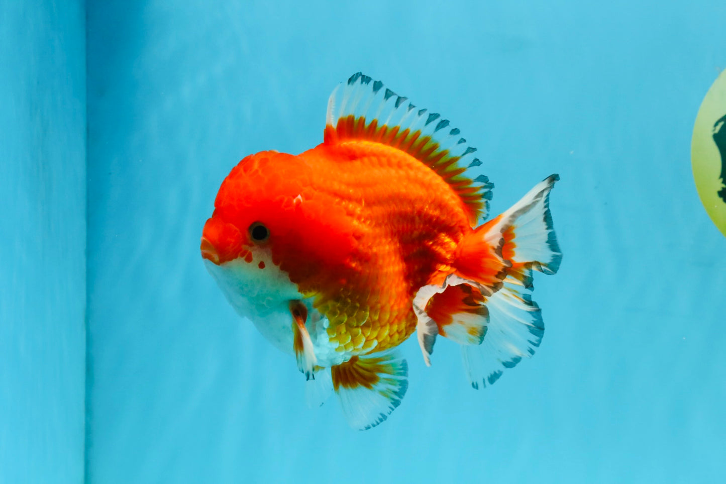 SPECIAL AAA Grade Red White Yuanbao Male 5-5.5 inches #032726YB_02