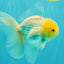 A Grade White Oranda Male 5-5.5 inches #102326OR_18