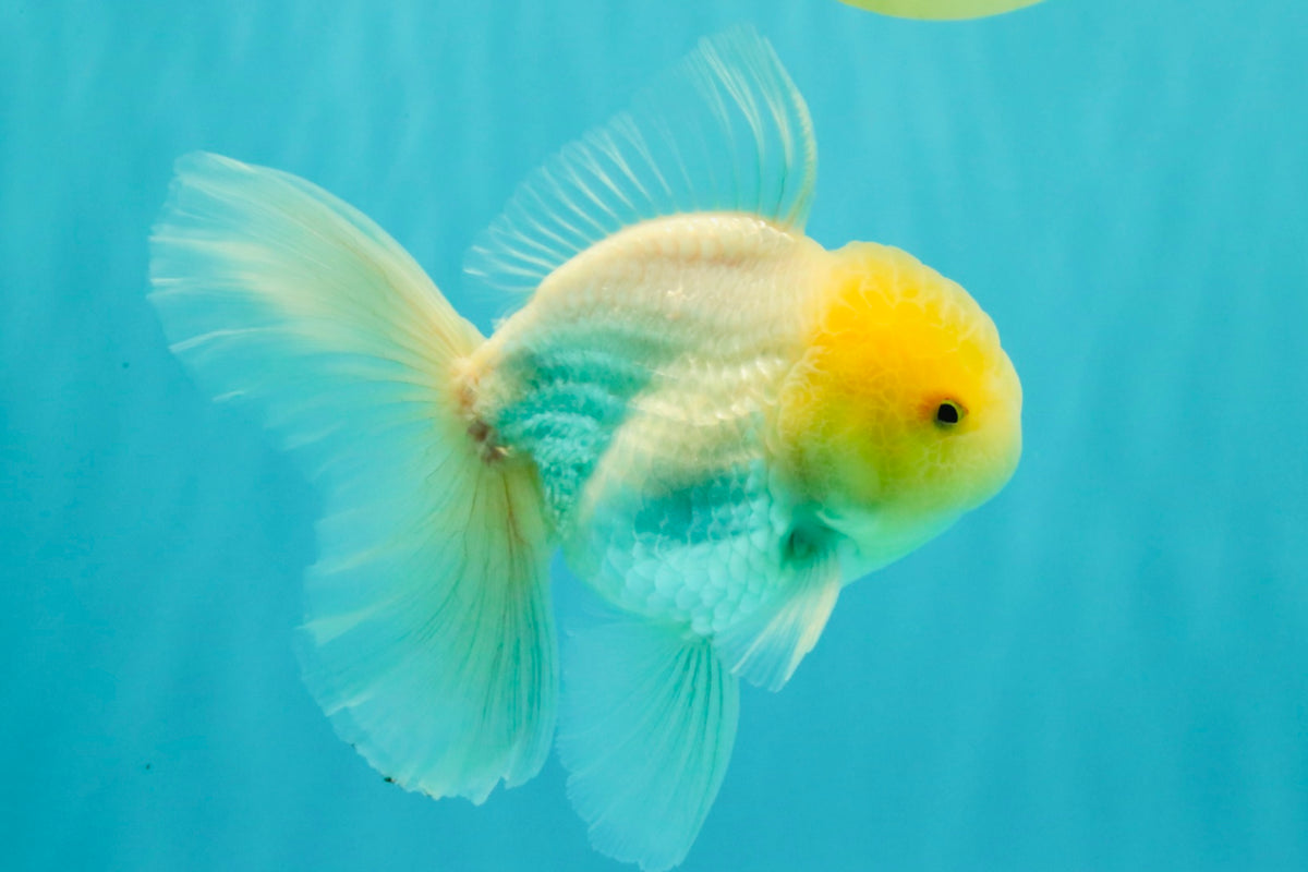 A Grade White Oranda Male 5-5.5 inches #102326OR_18