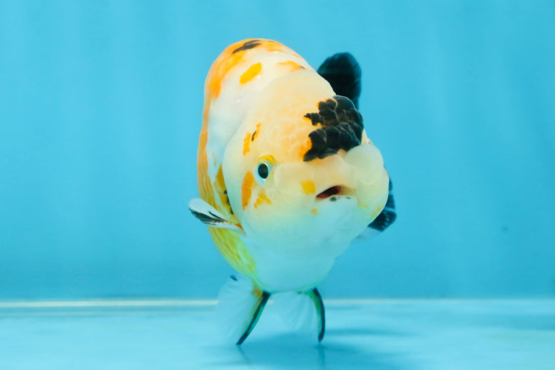 CHUBBY A Grade Chinese Tricolor Ranchu Male 4.5 inches #102425RC_02