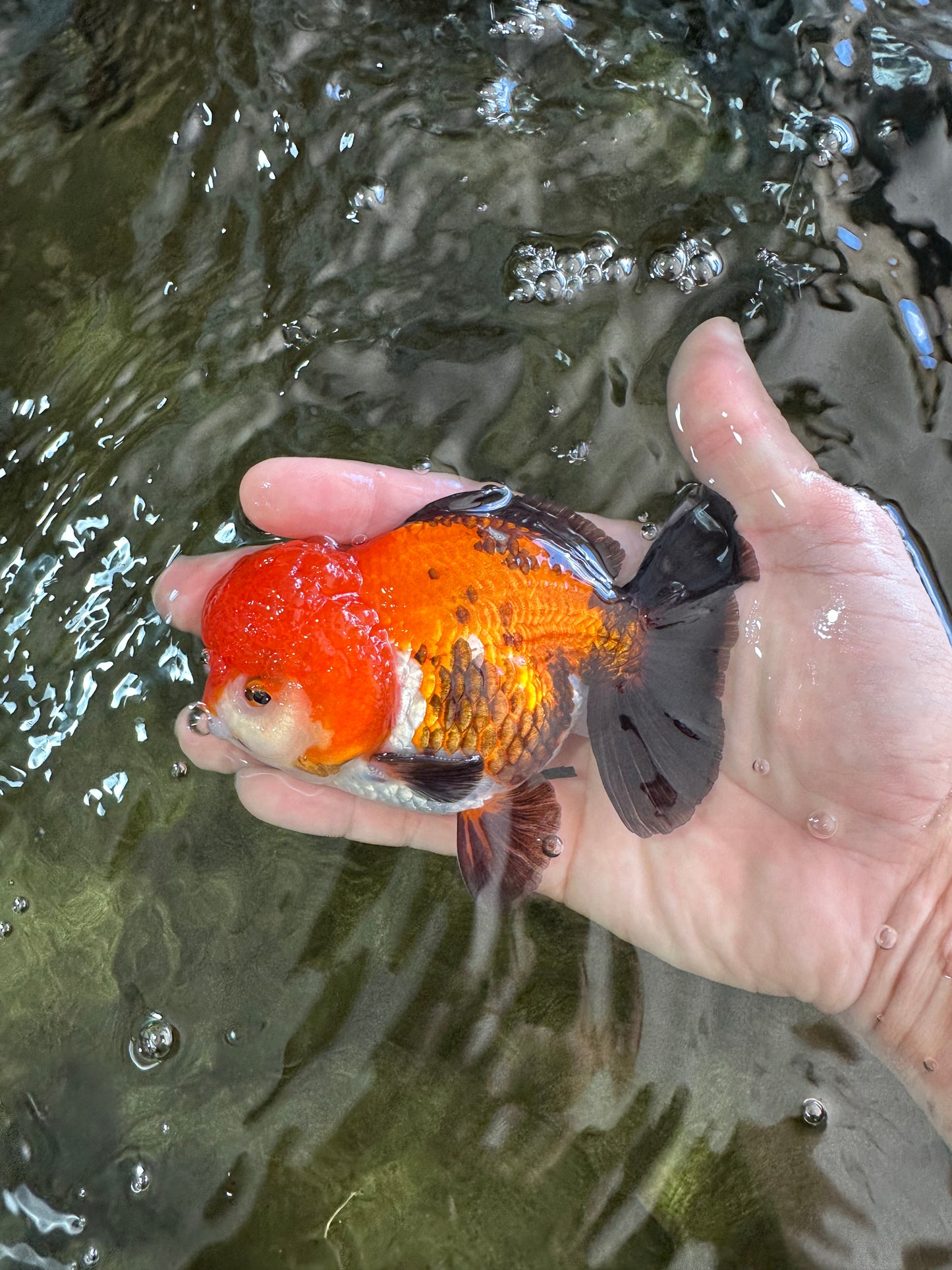 A Grade Pompom Tricolor Yuanbao Male 4.5 inches #052325YB_29